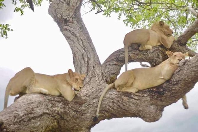 4 Days Mikumi & Udzungwa National Parks Safari - Wildlife viewing details that make this plan feel efficient