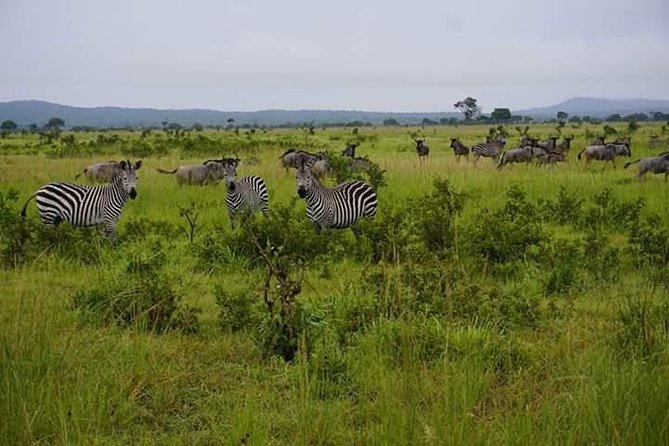 4 Days Mikumi & Udzungwa National Parks Safari - Food, lodges, and the underrated value of built-in comfort