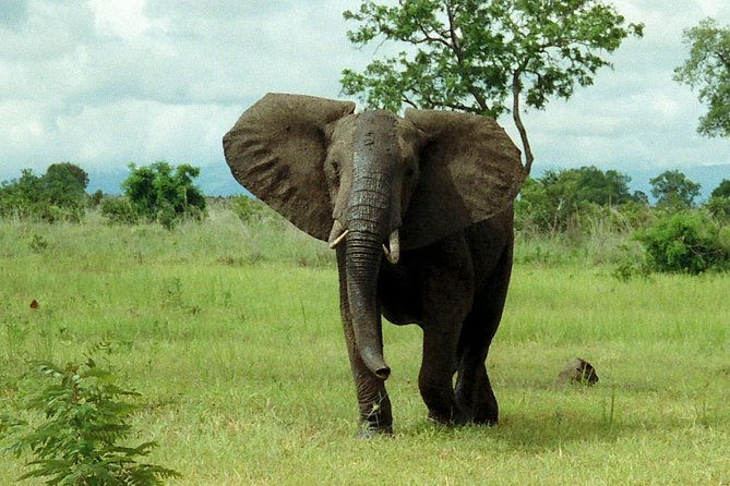 4 Days Mikumi & Udzungwa National Parks Safari - Day 1 in Mikumi: first sightings start on the drive