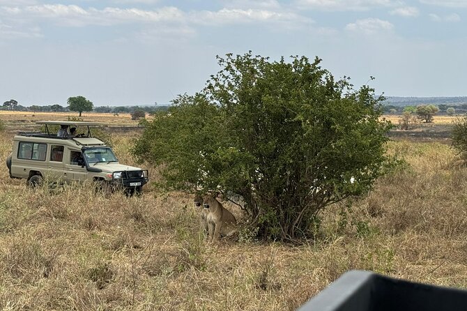4 Days Private Arusha National Park, Serengeti, Ngorongoro Tour - Day 2 Central Serengeti: Morning Game Drive Focus