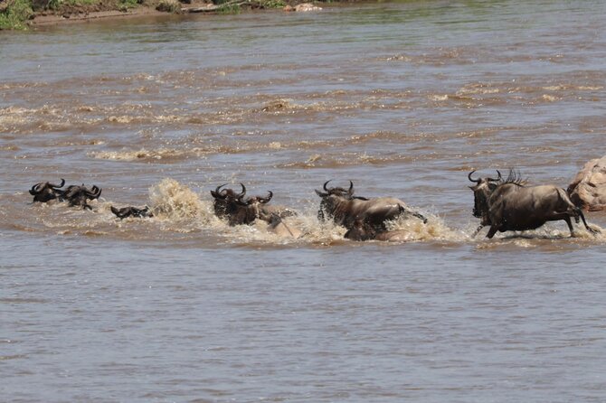 4 Days Private Arusha National Park, Serengeti, Ngorongoro Tour - Day 4 Ngorongoro Crater at 6:30 am: Hippo Pool Picnic and a 5-Hour Drive