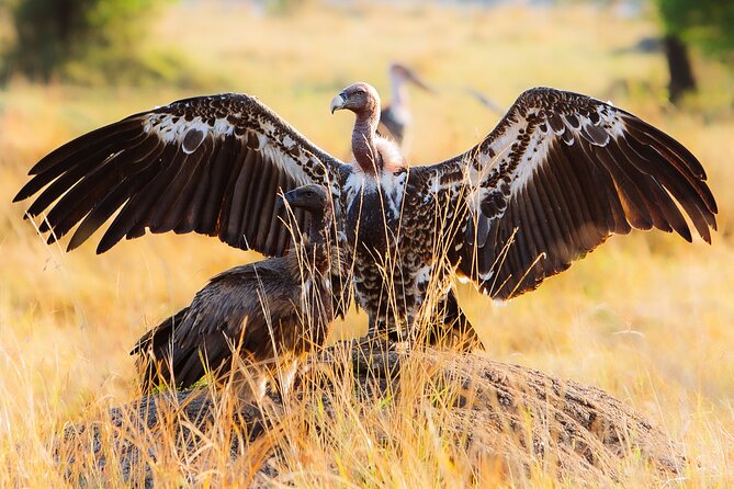 4 Days Private Arusha National Park, Serengeti, Ngorongoro Tour - What the Included Meals Do for Your Day