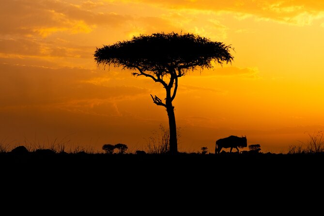 4 Days Private Arusha National Park, Serengeti, Ngorongoro Tour - Price and What $840 Per Person Really Buys