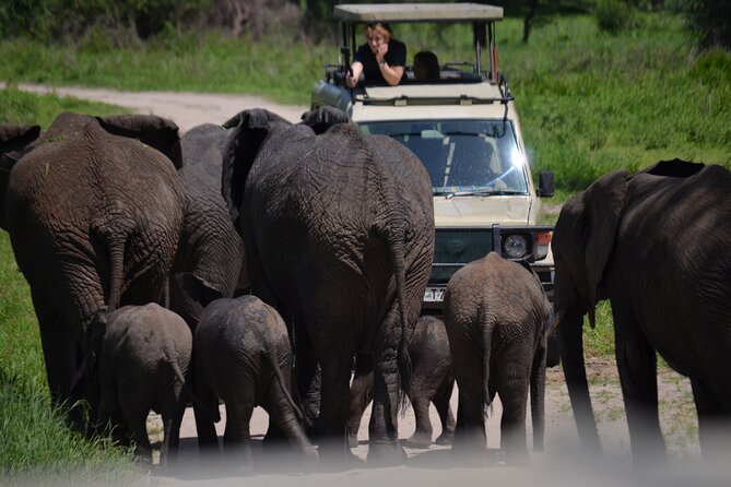 4 Days Private Midrange Lodge Safari to Serengeti & Ngorongoro - Entering Tarangire National Park, land of giants and river picnic views