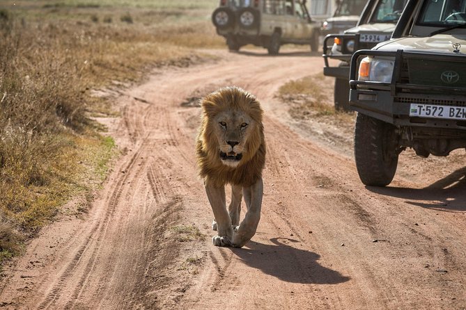 4-Days Private Midrange Safari Tarangire, Serengeti & Ngorongoro - Day 4: Ngorongoro at dawn, open-roof crater driving, hippo pool picnic
