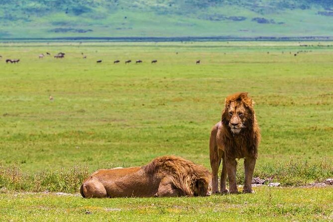4-Days Private Midrange, Tarangire Ngorongoro, Manyara & Materuni - Wildlife Sighting Reality Check, and How to Increase Your Chances