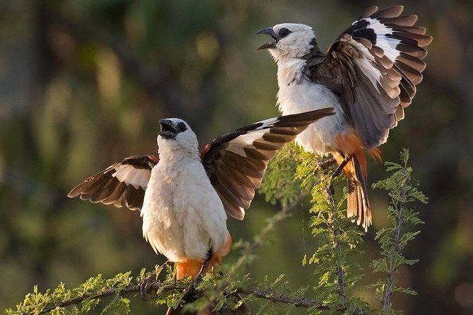 4 Days Private Migration Midrange Safari - Key highlights you will feel right away