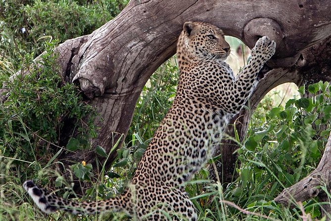 4 Days Private Migration Midrange Safari - Price and logistics that actually affect your trip budget