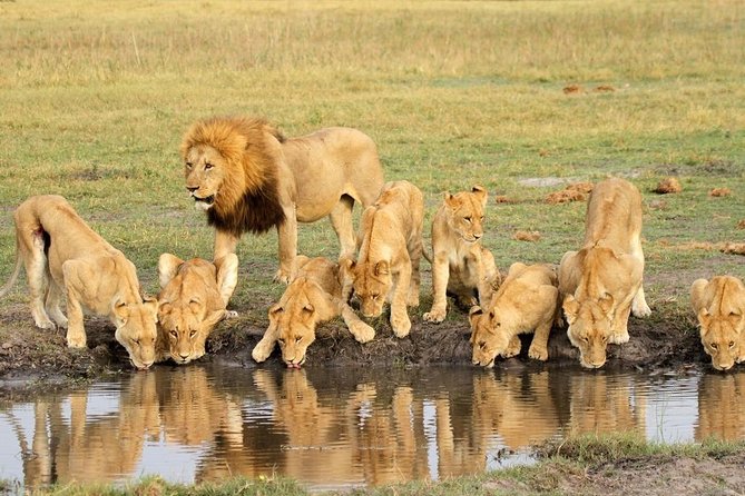 4 Days Private Migration Midrange Safari - Day 2: Central Serengeti to Northern Serengeti, sunrise to noon, then the move