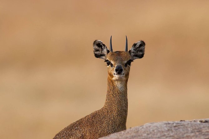 4 Days Private Migration Midrange Safari - Entering Serengeti from Arusha: your first morning at 7:00 am