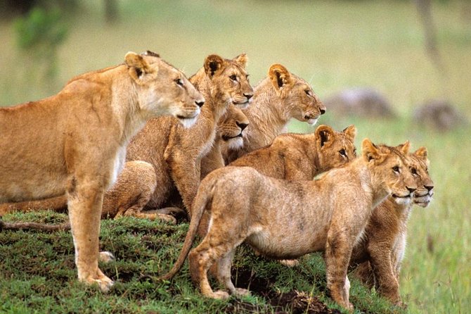 4 days Private Safari Tour Tanzania - Day 1: Tarangire National Park and the Rift Wall View-Spotting Game
