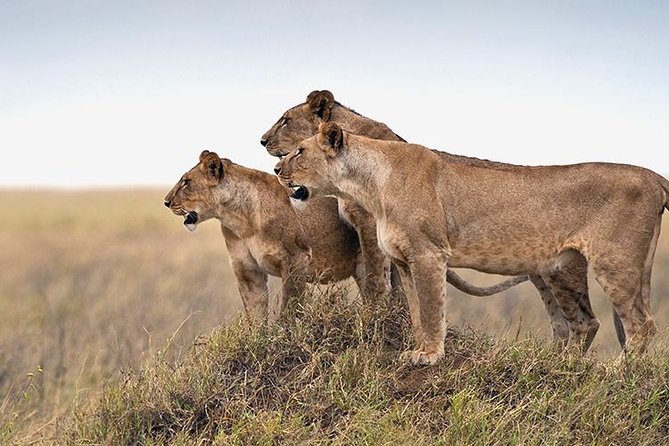 4 days Private Safari Tour Tanzania - Day 4: The Crater Descent, Lake Magadi, and Predator Eyes