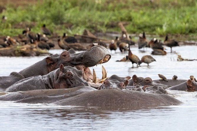 4 days Private Safari Tour Tanzania - Day 2: Serengeti Seronera, Farm Roads, and an Afternoon Game Drive