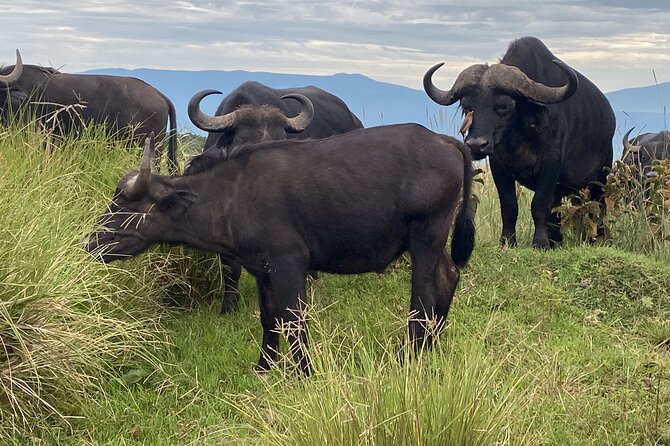 4 Days Private Tour Tarangire Crater and Serengeti - Private 4-Day Safari, How the Zanzibar to Arusha Loop Works