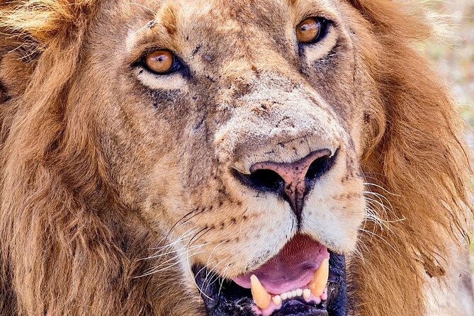 4 days safari - Two days in Serengeti: why extra time matters more than you think