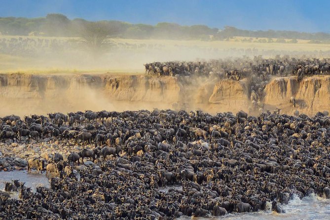 4 days safari in Tanzania - Ngorongoro Conservation Area and Olduvai Gorge: human evolution plus predator time