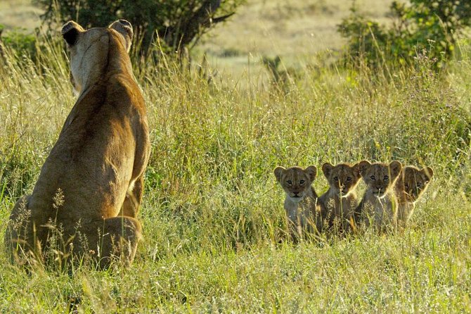 4 days safari in Tanzania - Guide quality and the wildlife game plan