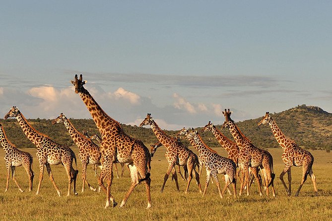 4 days Safari Lake Manyara, Ngorongoro crater and Serengeti - Price and logistics: What $2,650 buys you here