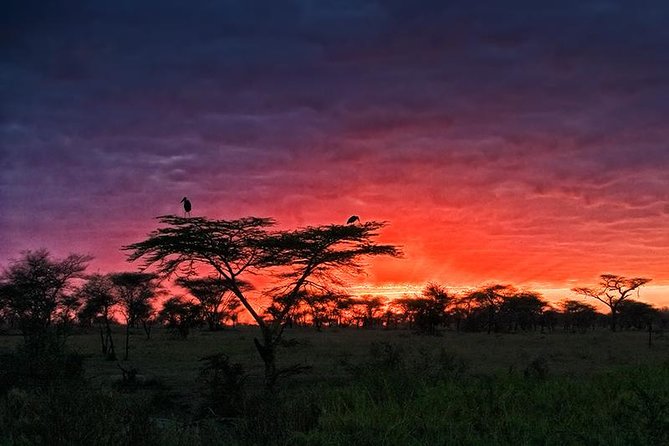 4 days Safari Lake Manyara, Ngorongoro crater and Serengeti - Where you sleep: Camping gear plus lodge nights in the circuit