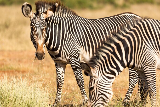4 Days Safari to Tarangire, Serengeti and Ngorongoro - Four days across Tanzania’s classics, with a smart time tradeoff