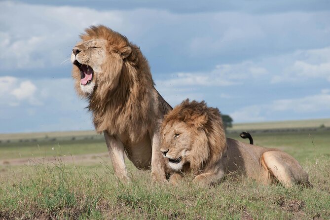 4 Days Safari Tour at Tarangire, Serengeti and Ngorongoro Crater - Key safari highlights you’ll care about