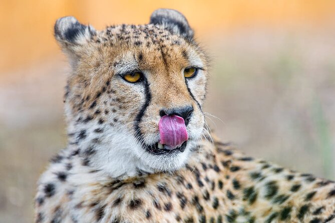 4 Days Safari Tour at Tarangire, Serengeti and Ngorongoro Crater - Why this Tarangire to Serengeti to Ngorongoro route hits so hard