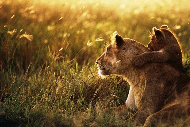 4 Days Safari Tour at Tarangire, Serengeti and Ngorongoro Crater - Day 2: Serengeti National Park afternoon drive and the value of getting in before dark