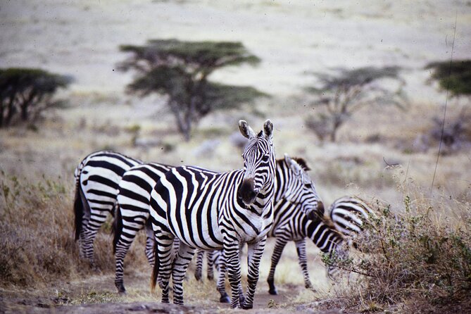 4 Days Safari Tour at Tarangire, Serengeti and Ngorongoro Crater - Comfort on safari, from included camps to real-life downtime