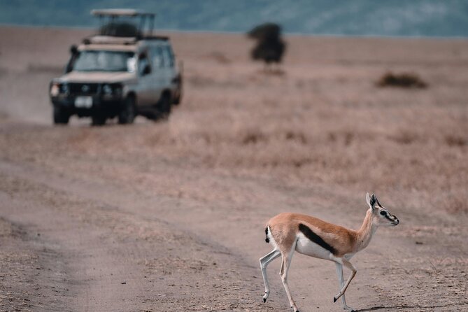 4 Days Safari Tour at Tarangire, Serengeti and Ngorongoro Crater - Guides and wildlife spotting: what makes the difference on the ground