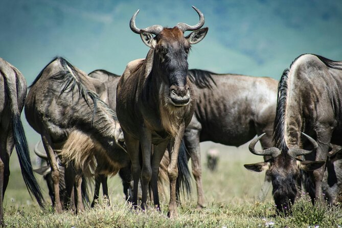 4 Days Safari Tour at Tarangire, Serengeti and Ngorongoro Crater - Moshi start, private transport, and what timing really means