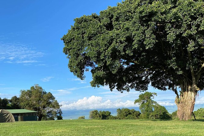 4 Days safari Tour Tanzania - Guides, spotting skills, and how the trip feels day to day