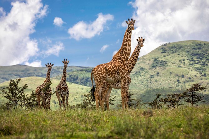 4 Days safari Tour Tanzania - Day 2: Serengeti transfer with crater highlands, then sunset driving