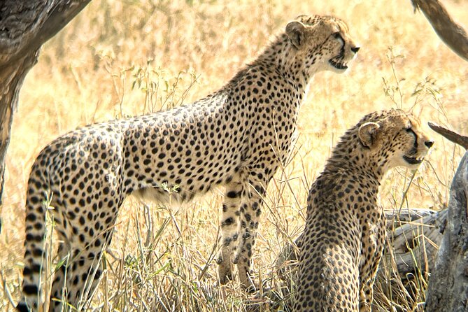 4 days safari - Starting in Arusha: pickup, meeting point, and a small-group vibe