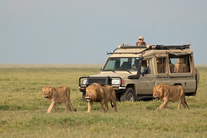 4 Days scenic Tarangire, Ngorongoro, Serengeti Group Safari - Day 2: The Ngorongoro Crater Descent You Feel in Your Legs