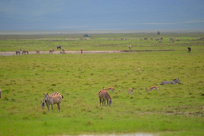 4 days serengeti & ngorongoro mid range tour - Day Two: Ngorongoro Crater Viewpoint, Maasai Village Option, and Serengeti Sunset