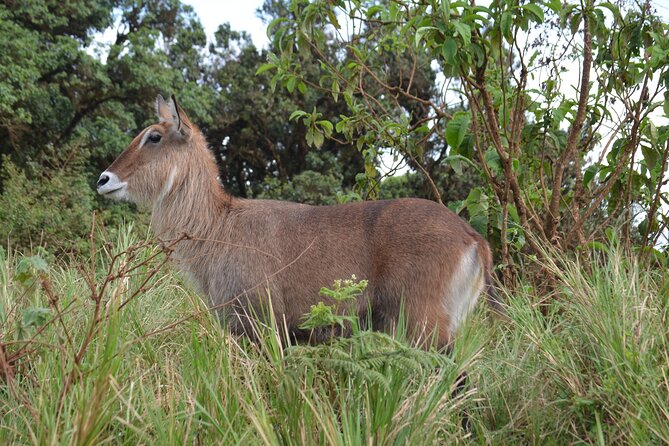4 days serengeti & ngorongoro mid range tour - Day Three: Hot Air Balloon Morning and a Transfer to Ngorongoro Rim