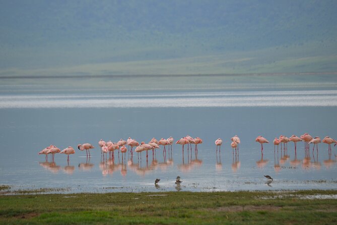 4 days serengeti & ngorongoro mid range tour - Guide Quality and Why It Often Decides Your Sightings