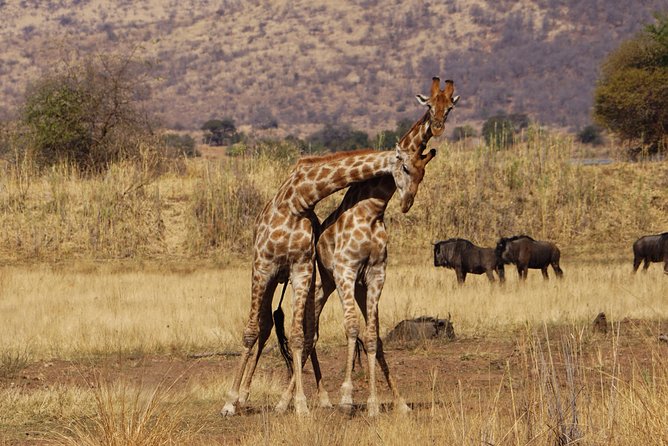 4 Days Tanzania Budget Group Join Safari- Serengeti & Ngorongoro - Why This 4-Day Serengeti and Ngorongoro Safari Feels Like Value