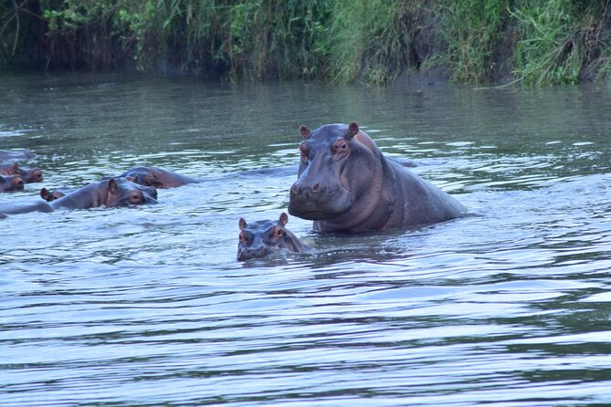 4 Days Tanzania Budget Group Join Safari- Serengeti & Ngorongoro - Day 3: Serengeti Half Day, Then Down Into Ngorongoro Crater