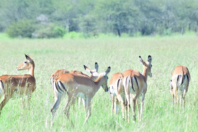 4 Days Tanzania Budget Group Join Safari- Serengeti & Ngorongoro - Day 4: One More Ngorongoro Game Drive, Then Back to Arusha