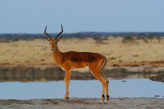 4 Days Tanzania Budget Group Join Safari- Serengeti & Ngorongoro - Group Safari Experience: Camaraderie With a Ceiling on Personal Space