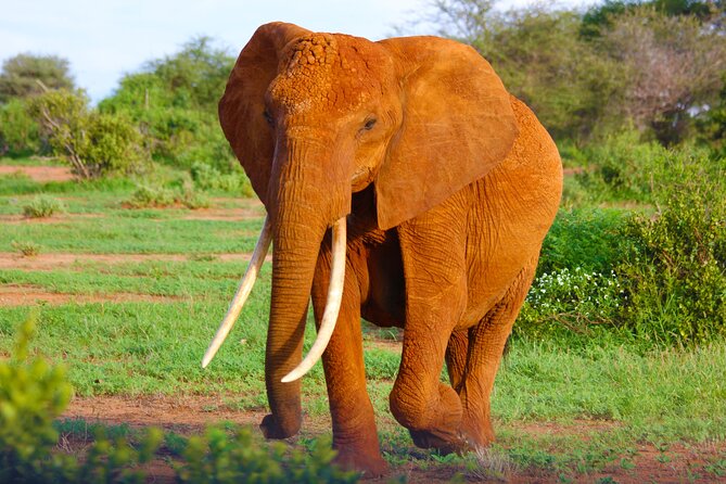 4 Days Tanzania Budget Group Join Safari- Serengeti & Ngorongoro - Day 1: Arusha to Serengeti National Park for Your First Game Drive