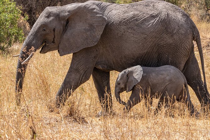 4 Days Tanzania Budget Safari - Key things to know before you go