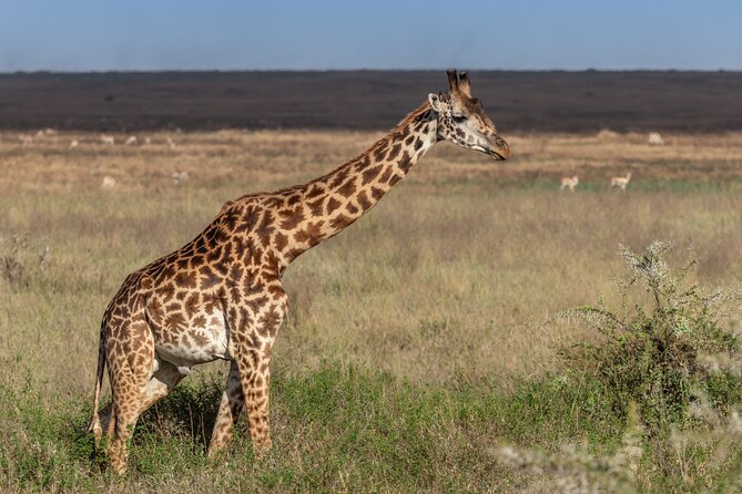 4 Days Tanzania Budget Safari - Why this 4-day budget camping safari from Moshi is good value