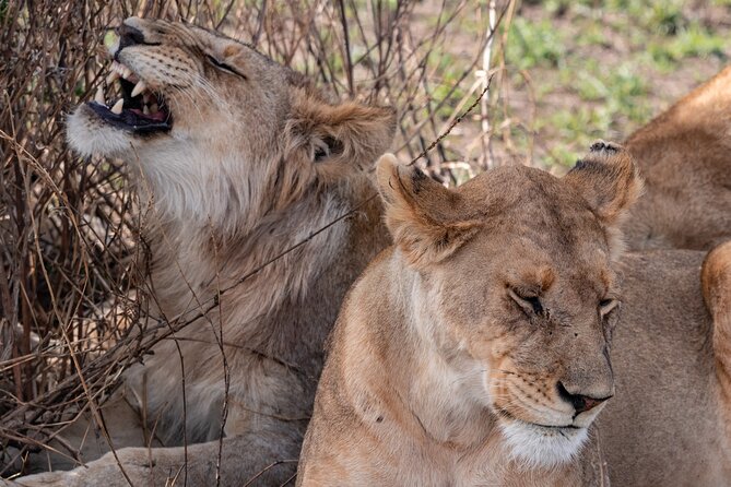 4 Days Tanzania Budget Safari - Day 1 at Tarangire: elephants, baobabs, and river wildlife focus