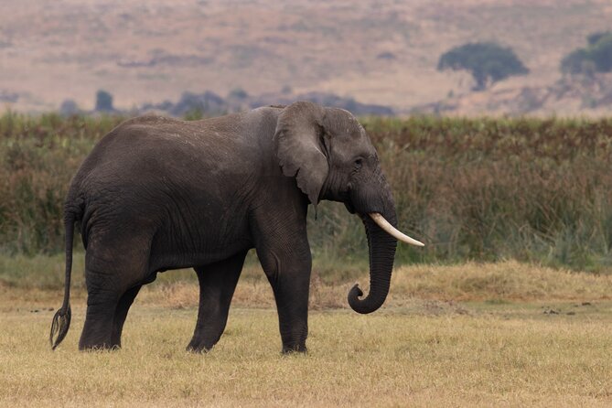 4 Days Tanzania Budget Safari - Day 2 Serengeti: Seronera plains, big cats, and real game-drive rhythm