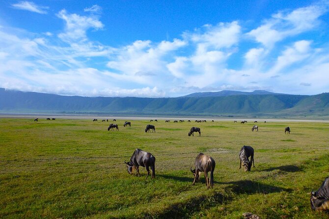4 days Tanzania Camping Safari - Guide Abouh and the Game-Drive Style You Want