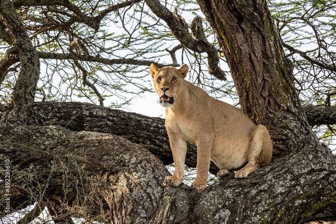 4 days Tanzania Camping Safari - When to Go: Migration and Predator Timing