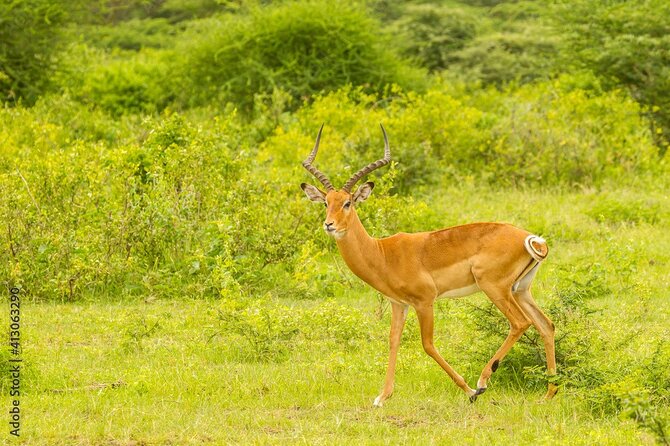 4 Days Tanzania Camping Safari - Serengeti National Park: the migration story, plus predator hunting