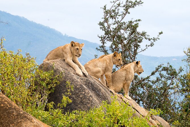 4 Days Tanzania Group Joining Safari with Mid-range Accommodation - How the 4-day Arusha group safari actually runs